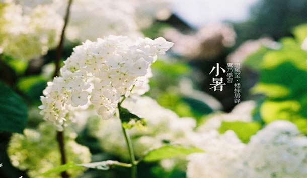 今年小暑是几月几日