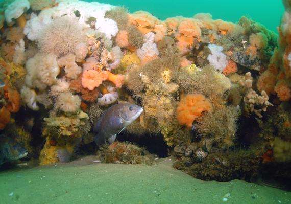 斯特勒威根海岸国家海洋保护区