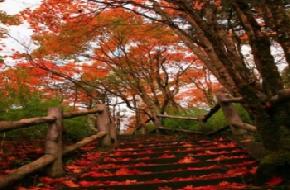 米仓山国家森林公园