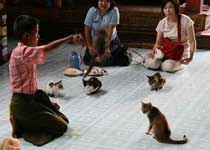 跳猫寺