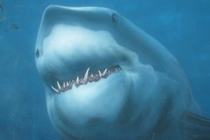 天津海昌极地海洋世界1
