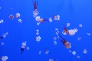 武汉海昌极地海洋世界1